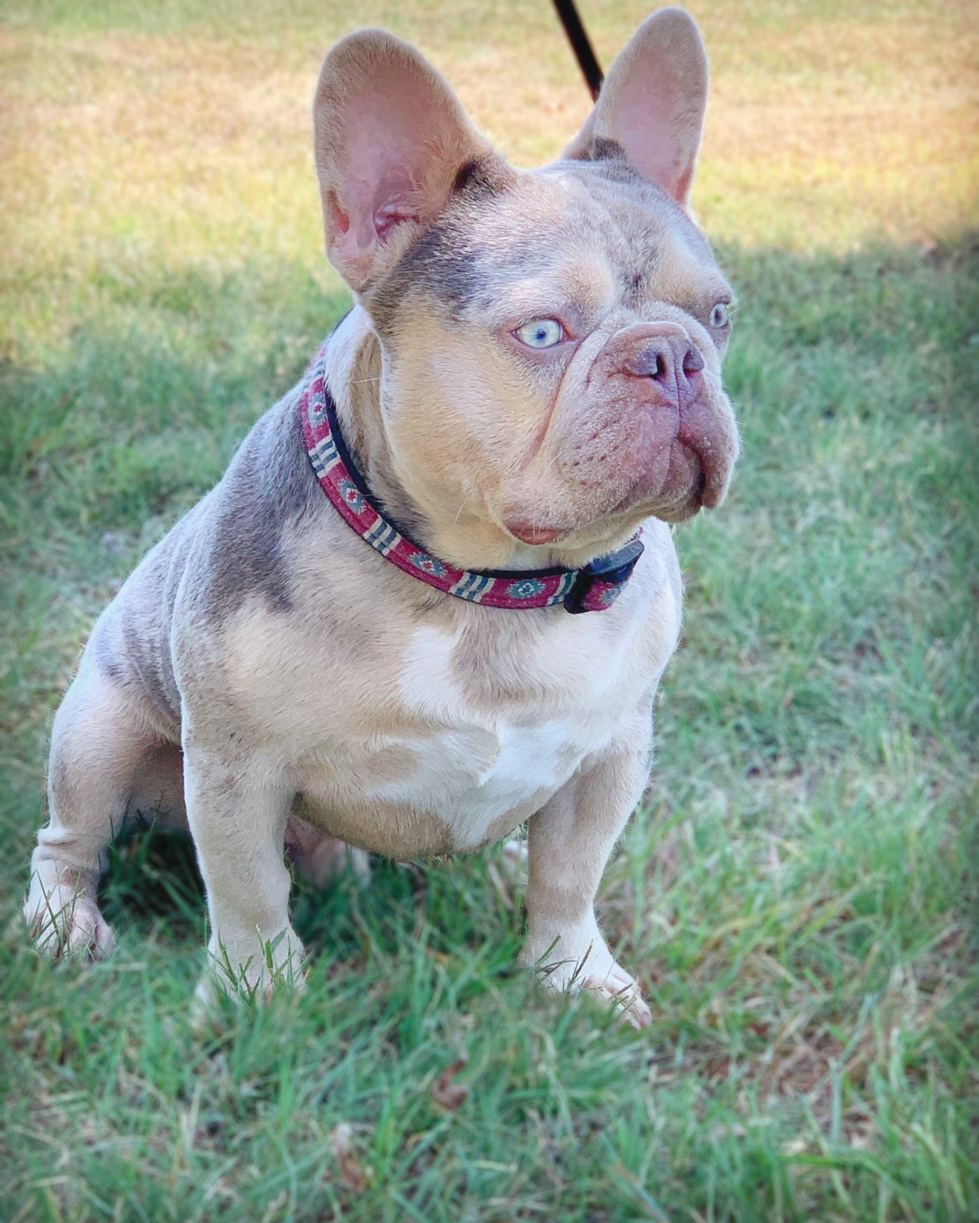 Lilac and tan store maskless french bulldog