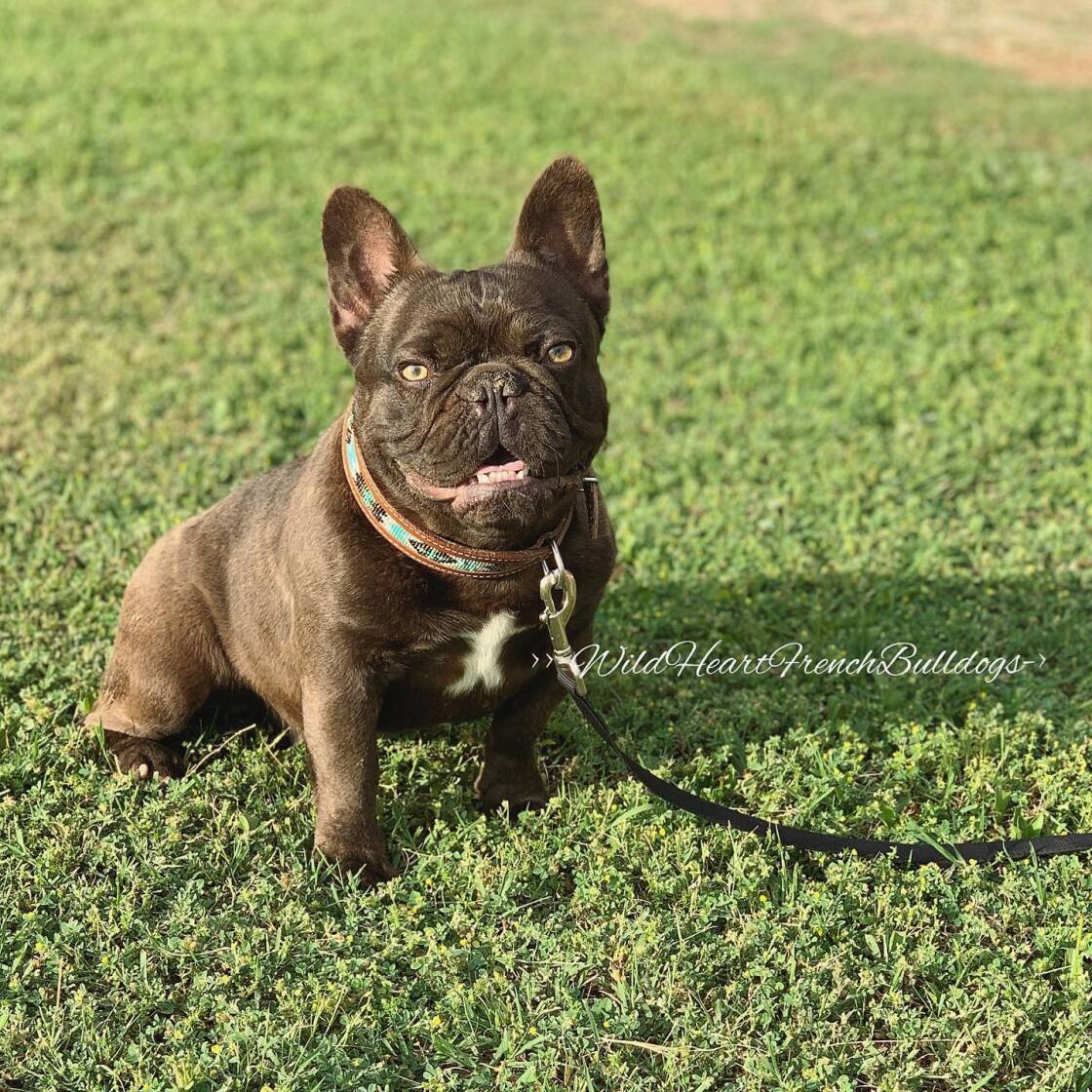 French bulldog chocolate sales brindle